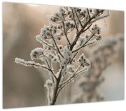 Obraz - Rastlina v mraze (70x50 cm)