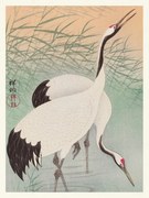 Obrazová reprodukcia Two Cranes, Ohara Koson