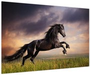 Obraz - Kone (90x60 cm)