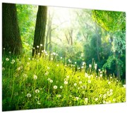 Obraz - Magická lúka plná púpav (70x50 cm)