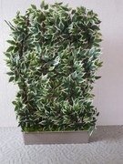 Dekoračná zástena fikus 140 cm x 100 cm