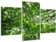 Obraz - Pohľad do korún stromov (90x60 cm)