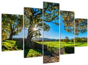 Obraz - Výhľad na pole (150x105 cm)