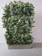 Dekoračná zástena fikus 160 cm x 100 cm