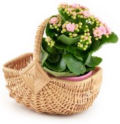 Košík šenový detský Barn I.š. 22 x hl. 16 x v. 10/20(cm)