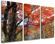 Obraz na stenu STROMY | rôzne rozmery