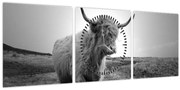 Obraz - Škótska krava, čiernobiela (s hodinami) (90x30 cm)