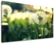 Obraz na stenu KVETY | rôzne rozmery