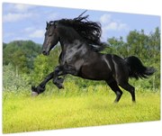 Obraz - Kôň s vzdušnou hrivou (90x60 cm)