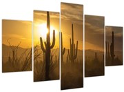 Obraz - Kaktusy Saguaro (150x105 cm)