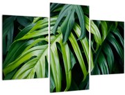 Obraz - Tropické listy (90x60 cm)