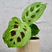 Maranta Cintho variegata baby