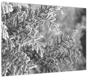 Obraz - Smrekový les (70x50 cm)