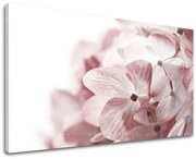 Obraz na stenu KVETY | rôzne rozmery