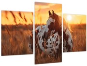 Obraz - Kôň pri západe slnka (90x60 cm)