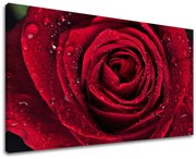 Obraz na stenu KVETY | rôzne rozmery