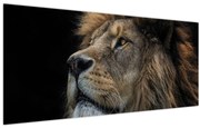 Obraz - Majestátny lev (120x50 cm)