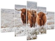 Obraz - Škótske kravy (150x105 cm)