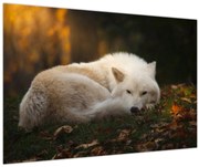 Obraz - Odpočívajúci vlk (90x60 cm)