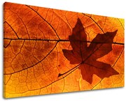 Obraz na stenu RASTLINY | rôzne rozmery