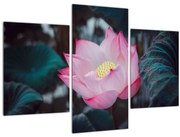 Obraz ružovej kvetiny (90x60 cm)