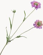 Rastlinné dekorácie Scabiosa, 2 ks