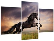 Obraz - Kone (90x60 cm)