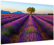 Obraz - Levanduľové pole (90x60 cm)