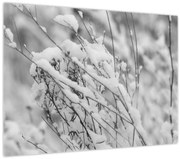 Obraz - Zasnežené vetvy (70x50 cm)