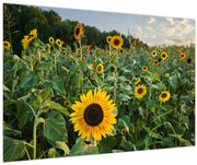 Obraz - Slnečnicové pole II. (90x60 cm)