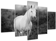 Obraz bieleho koňa na lúke, čiernobiela (150x105 cm)