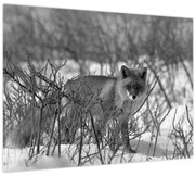 Obraz - Líška v zime (70x50 cm)