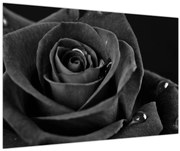 Obraz - Červená ruža (90x60 cm)