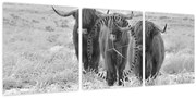 Obraz - Škótske kravy, čiernobiela (s hodinami) (90x30 cm)