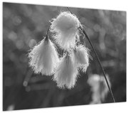 Obraz - Cottongrass (70x50 cm)