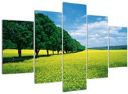 Obraz poľa s alejou (150x105 cm)