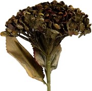 Zelená umelá dekorácia sušená kvetina hortenzie - 15*15*47 cm