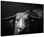 Obraz - Krava (90x60 cm)