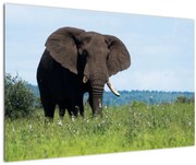 Obraz slona (90x60 cm)