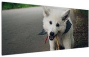 Obraz bieleho psíka (120x50 cm)