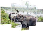 Obraz - Kúpajúci sa slon (150x105 cm)