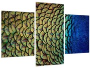 Obraz - Pávie perie (90x60 cm)