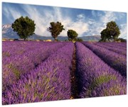 Obraz - Levanduľové pole a hory (90x60 cm)