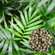 Semená Chamaedorea elegans 5 ks