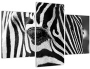 Obraz zebry (90x60 cm)