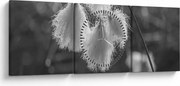 Obraz - Cottongrass (s hodinami) (90x30 cm)