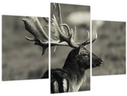 Obraz - Jeleň (90x60 cm)