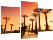 Obraz - Západ slnka v uličke Baobab (90x60 cm)
