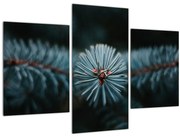 Obraz vetvičky ihličnatého stromu (90x60 cm)