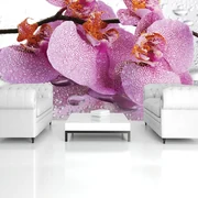 Fototapeta - Orchidea (254x184 cm)